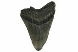 Bargain, Fossil Megalodon Tooth - South Carolina #294425-1